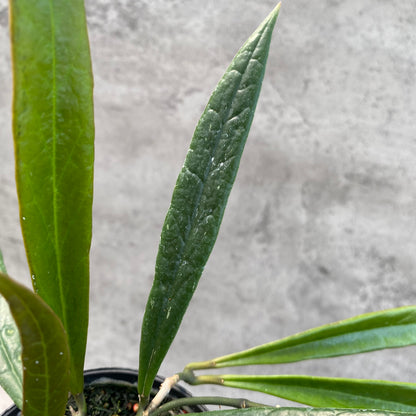 RP34-8 Hoya Sulawesiana Long Leaves