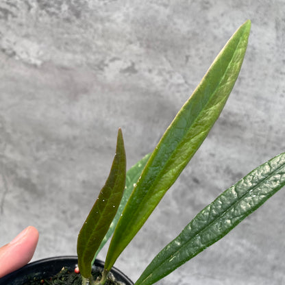 RP34-8 Hoya Sulawesiana Long Leaves
