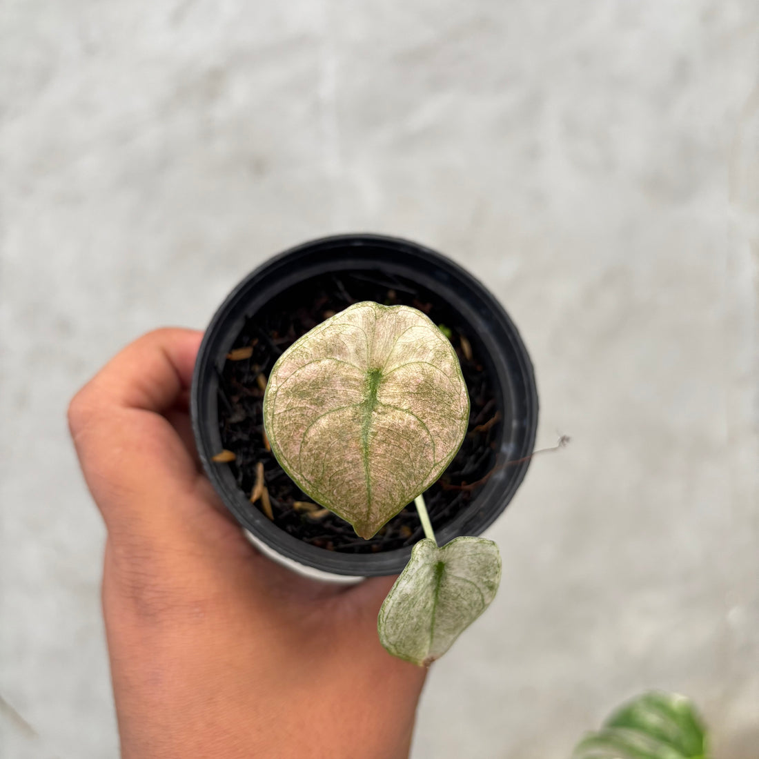 RP038-6 Alocasia Cuprea Variegated