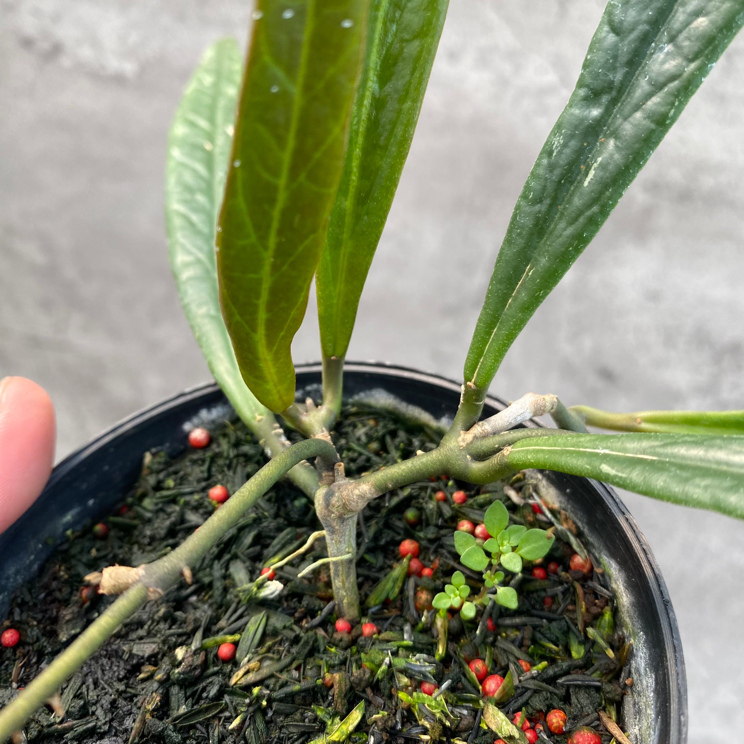 RP34-8 Hoya Sulawesiana Long Leaves