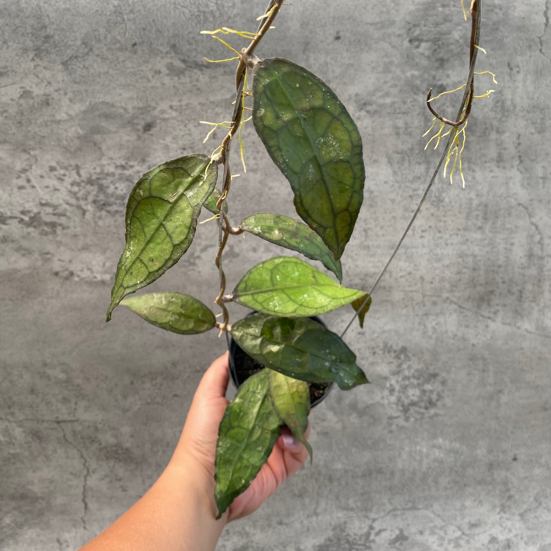 RP57-8 Hoya Clemensiorum SP Aceh
