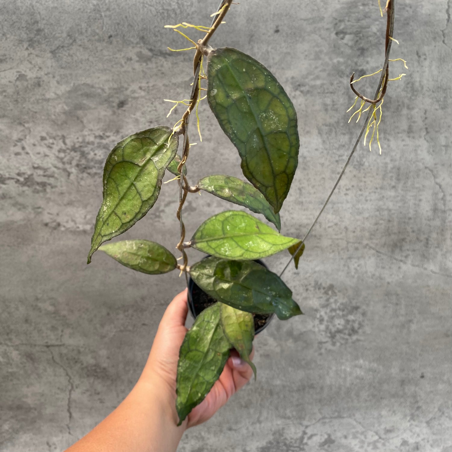 RP57-8 Hoya Clemensiorum SP Aceh