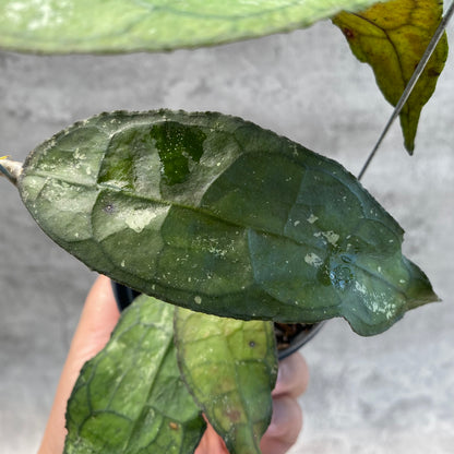RP57-8 Hoya Clemensiorum SP Aceh