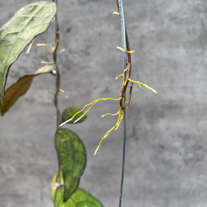 RP57-8 Hoya Clemensiorum SP Aceh
