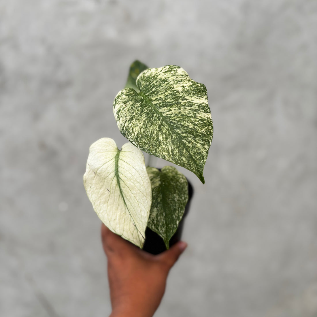RP039-6 Monstera Silver Star