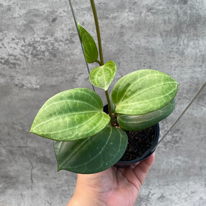 RP44-8 Hoya Macrophylla High Splash
