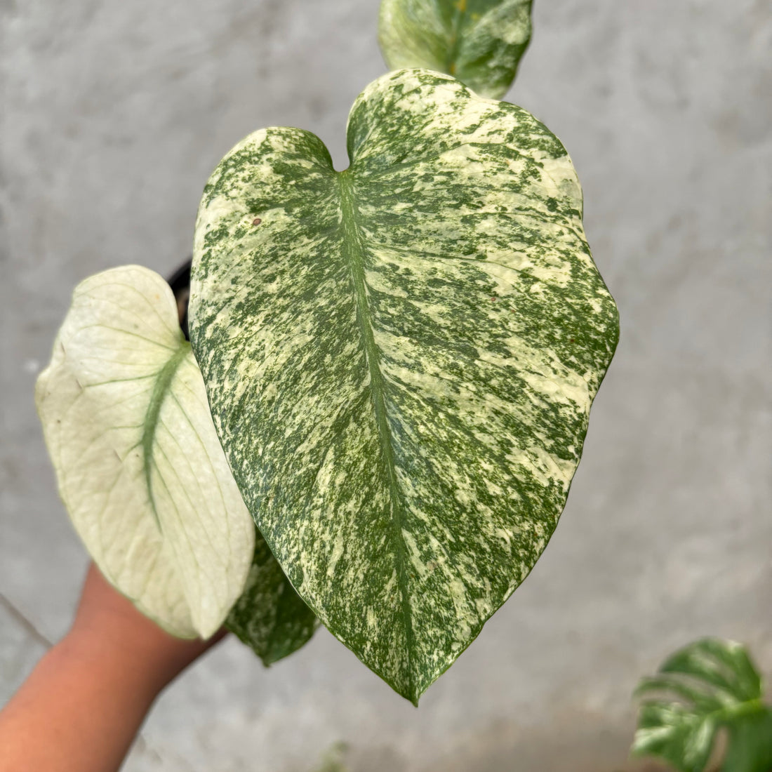 RP039-6 Monstera Silver Star