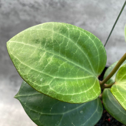 RP44-8 Hoya Macrophylla High Splash