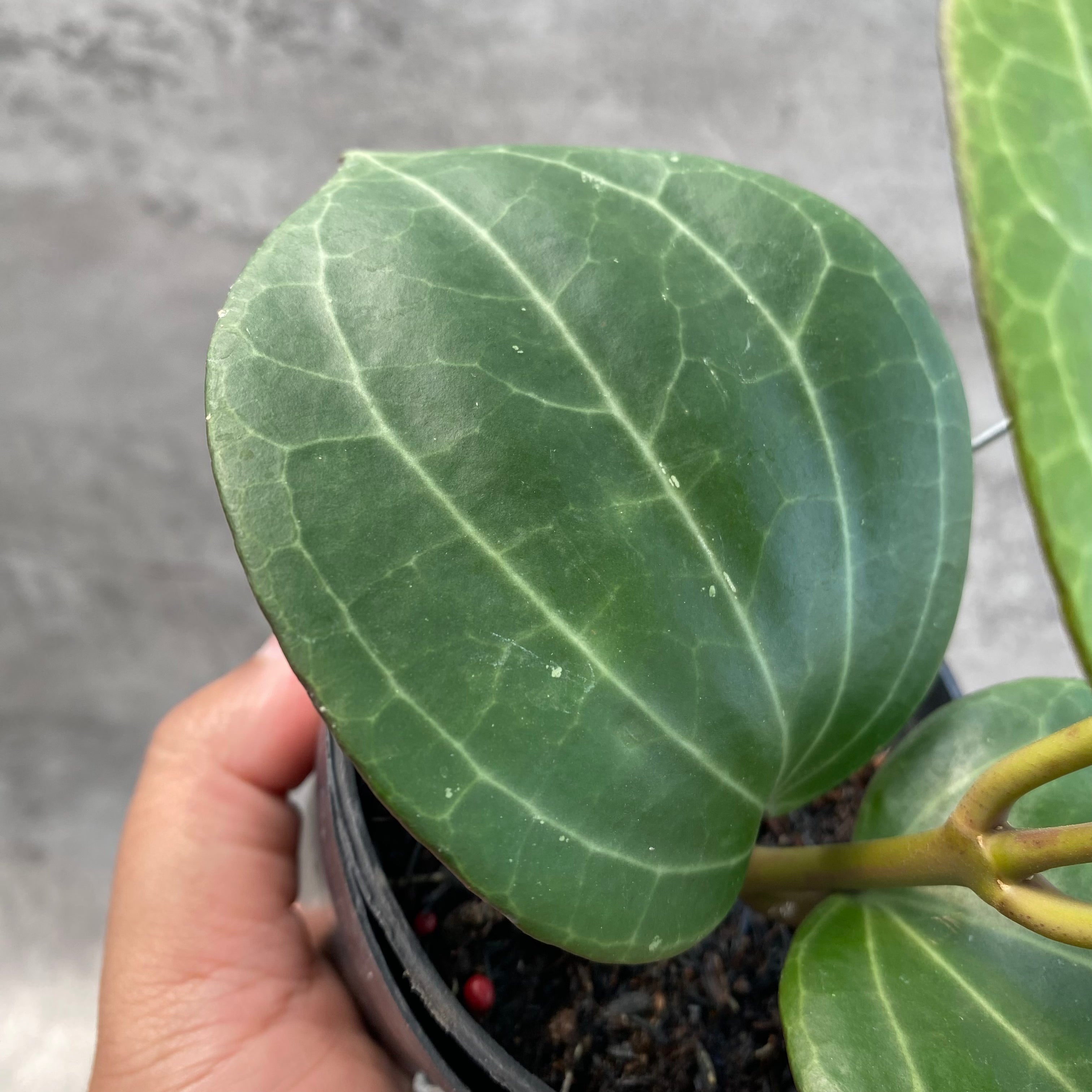 RP44-8 Hoya Macrophylla High Splash
