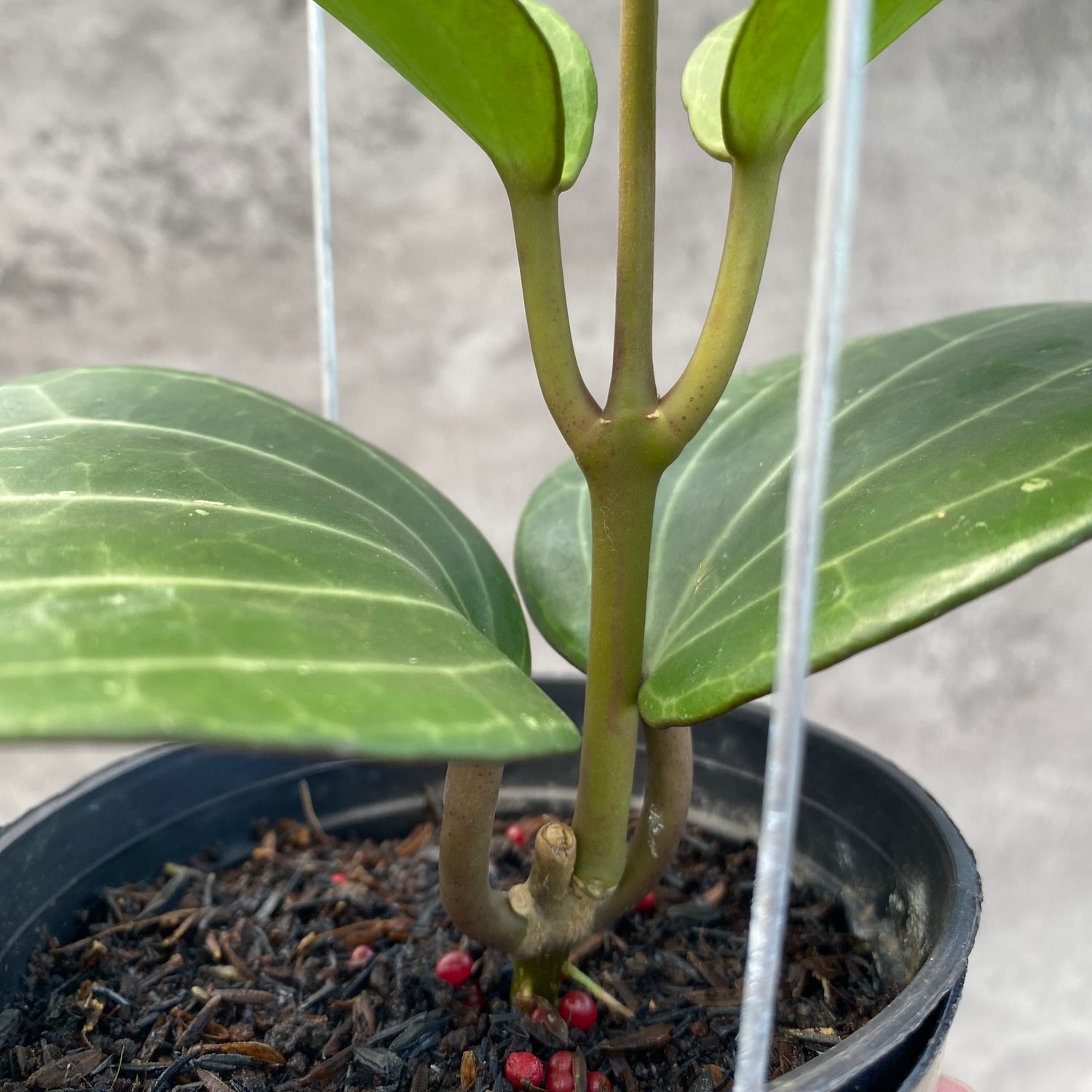 RP44-8 Hoya Macrophylla High Splash