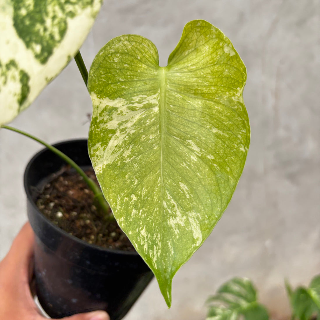 RP040-6 Monstera Silver Star