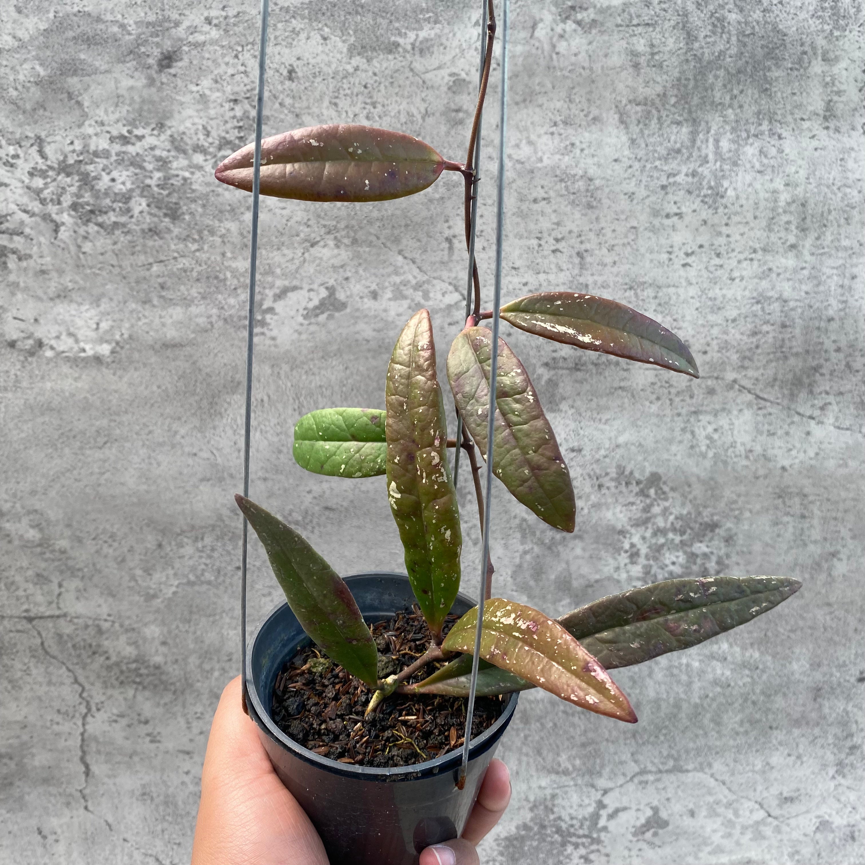 RP33-8 Hoya Sulawesiana Red