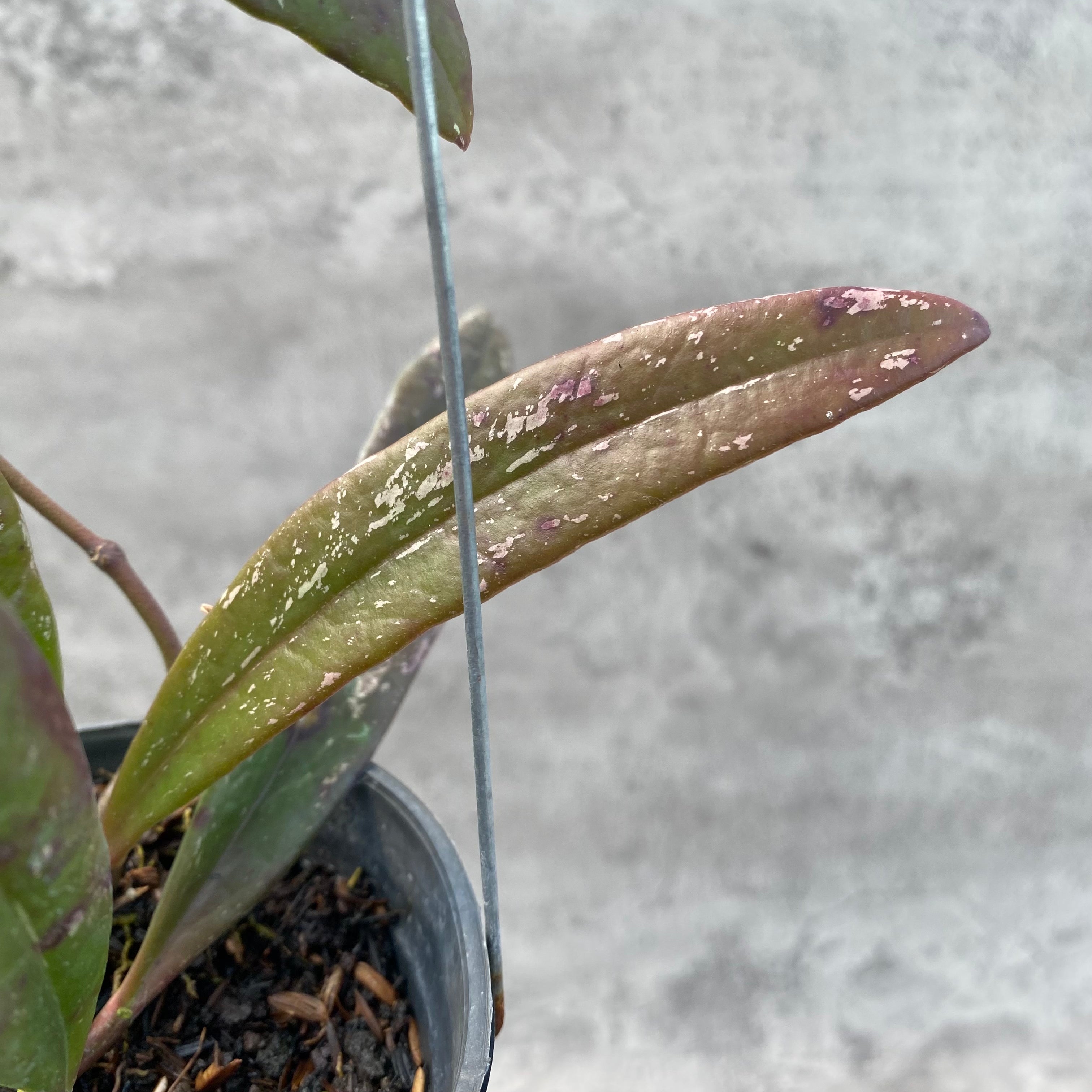 RP33-8 Hoya Sulawesiana Red