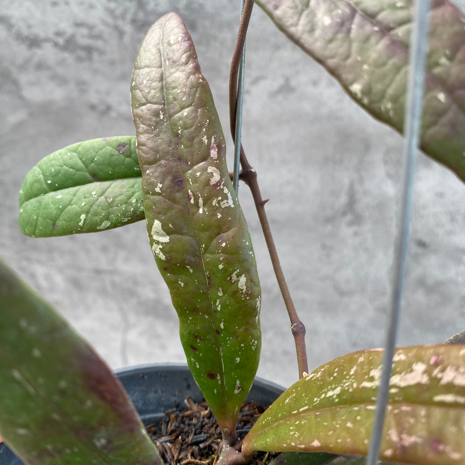 RP33-8 Hoya Sulawesiana Red