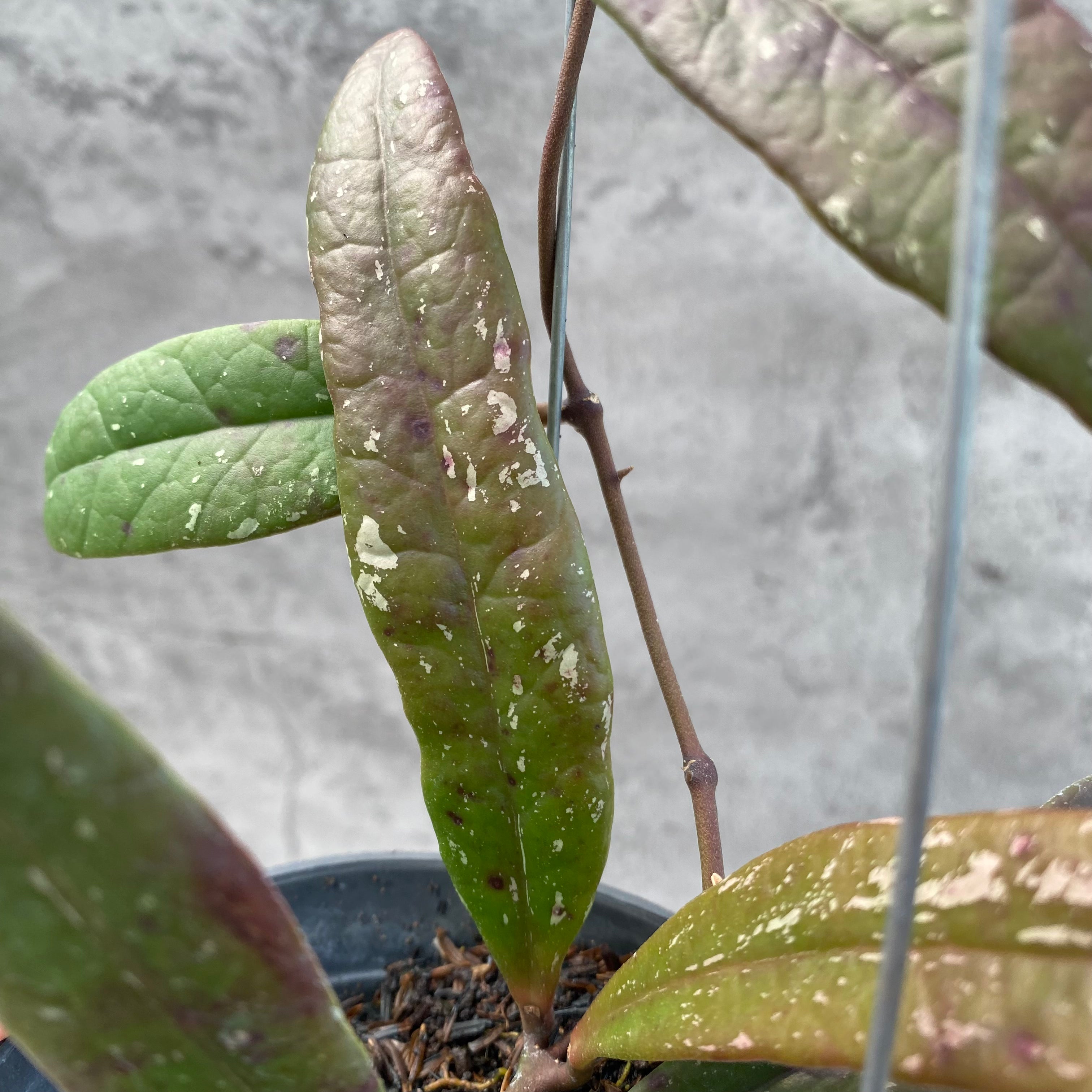 RP33-8 Hoya Sulawesiana Red