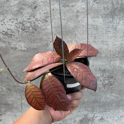 RP40-8 Hoya Pubicalyx Pink Silver Ghost