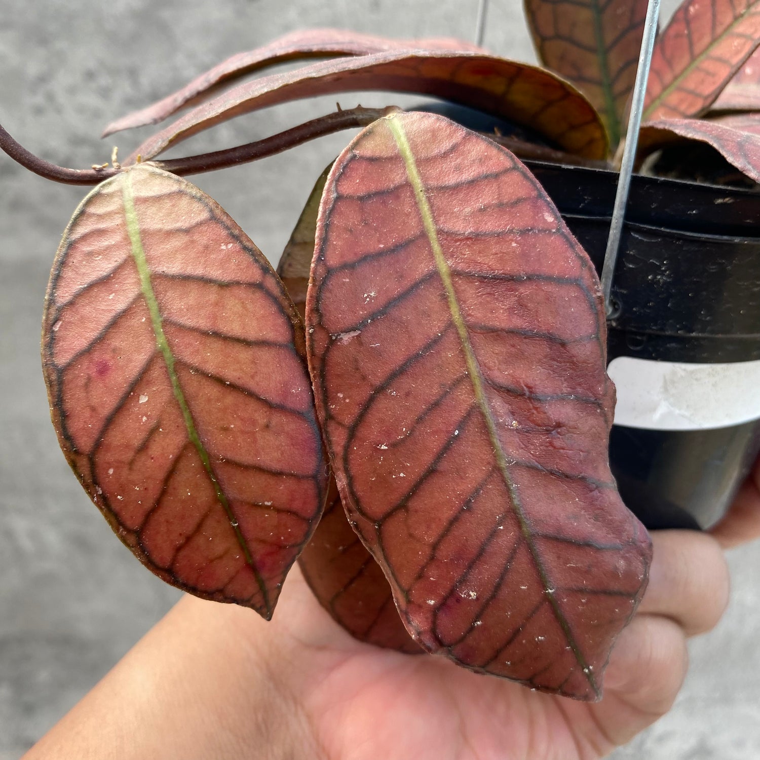 RP40-8 Hoya Pubicalyx Pink Silver Ghost