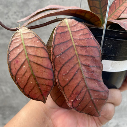 RP40-8 Hoya Pubicalyx Pink Silver Ghost