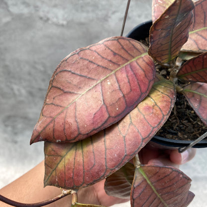 RP38-8 Hoya SP Gunung Gading Red