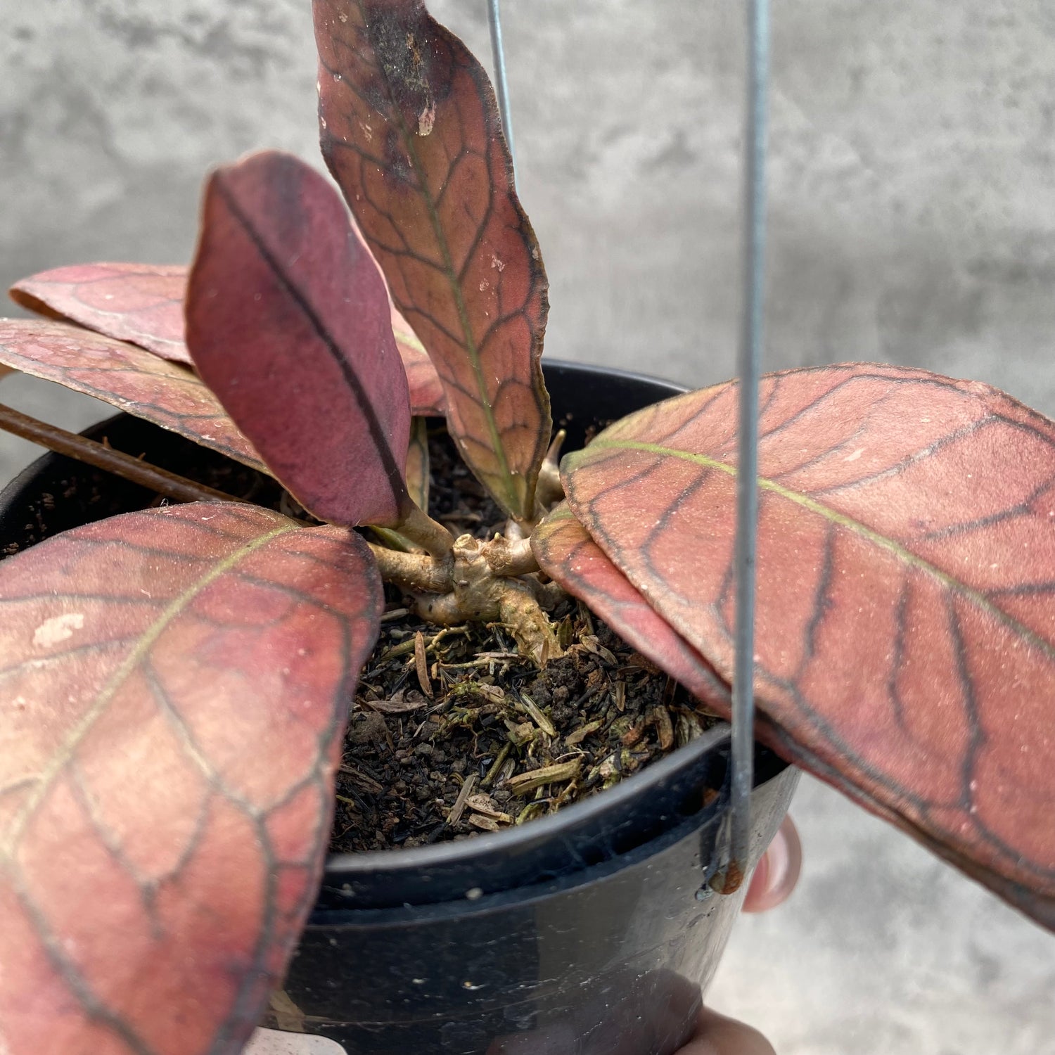 RP40-8 Hoya Pubicalyx Pink Silver Ghost