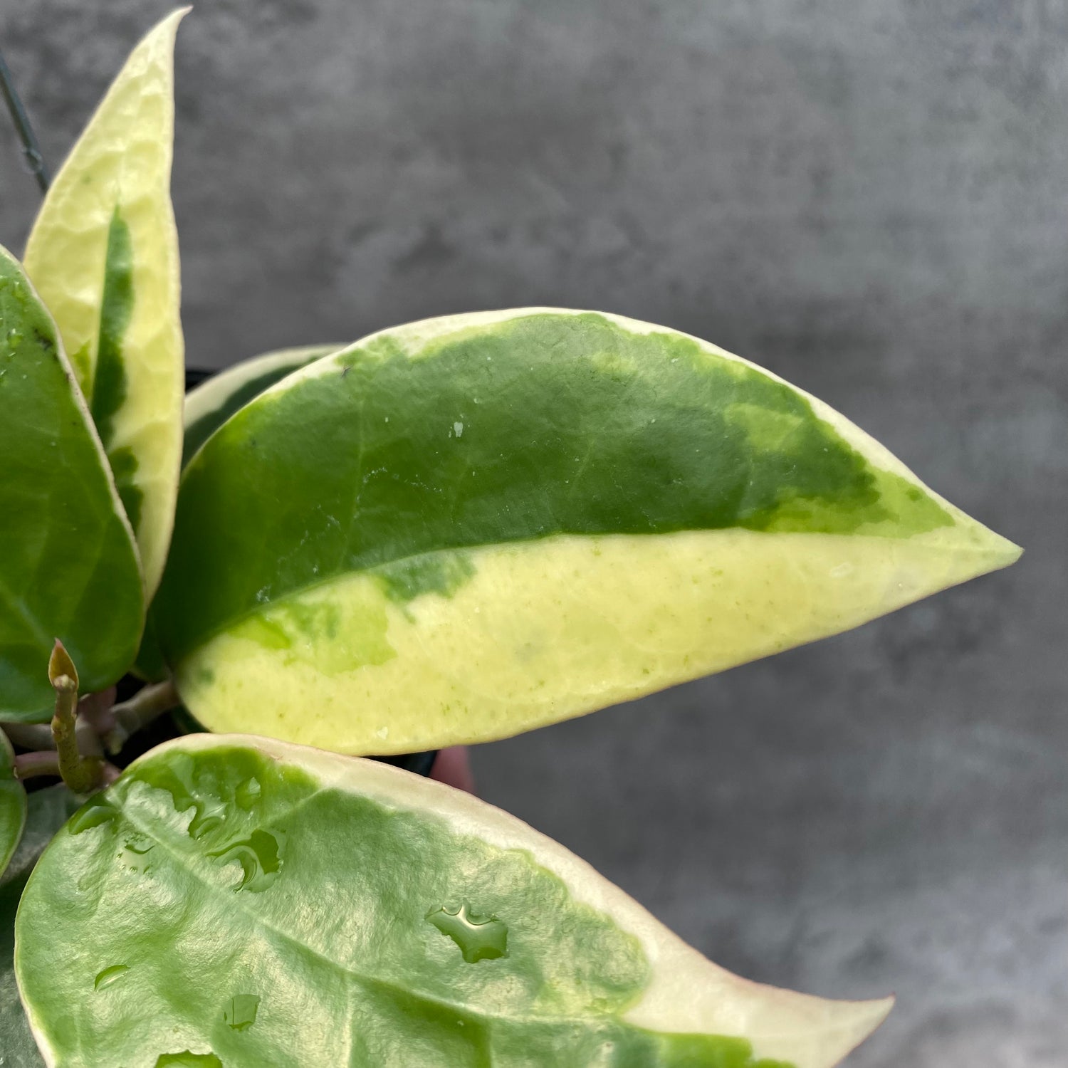 RP31-8 Hoya Verticillata SP Panglay Albomarginata