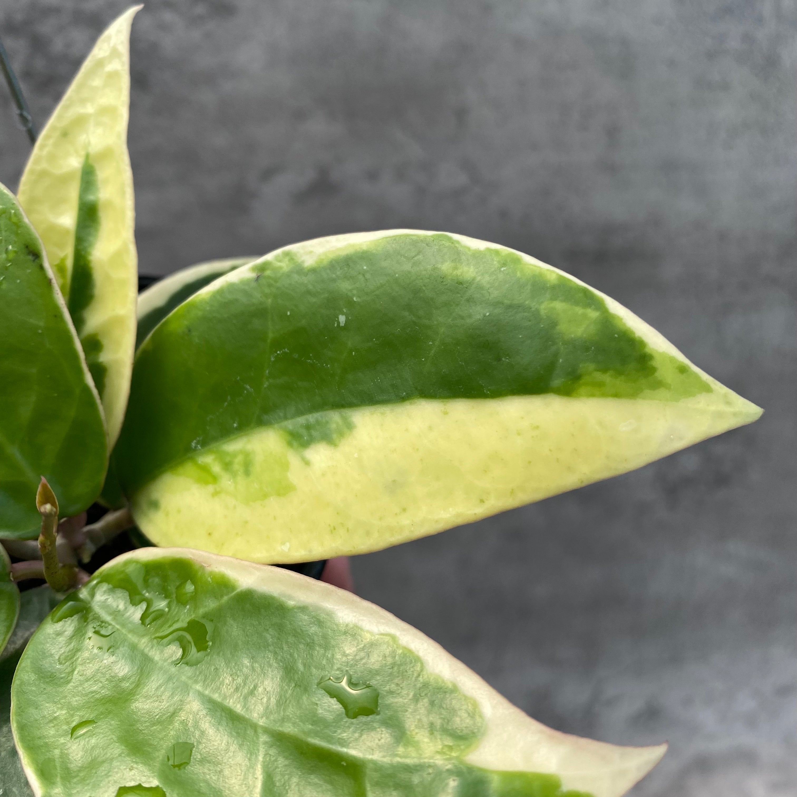 RP31-8 Hoya Verticillata SP Panglay Albomarginata