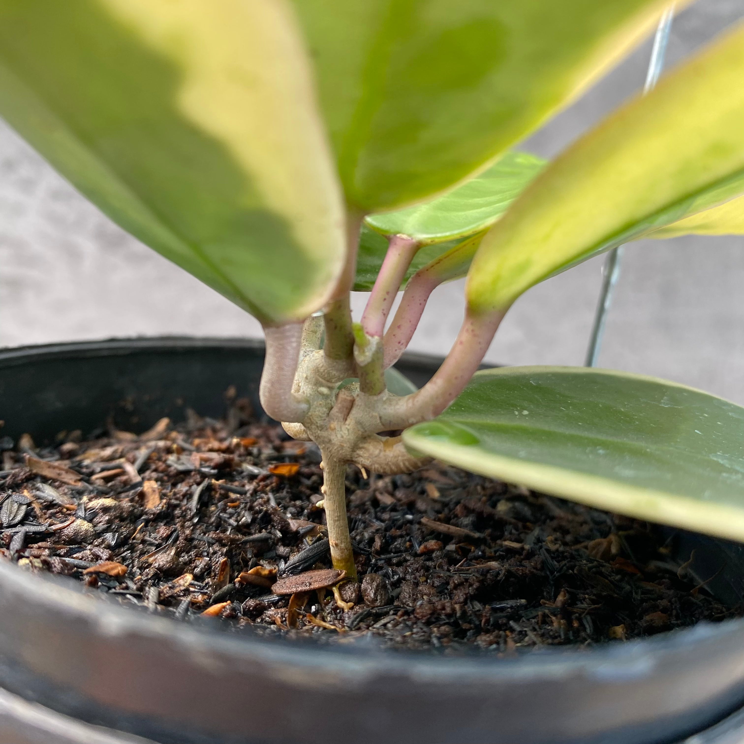 RP31-8 Hoya Verticillata SP Panglay Albomarginata