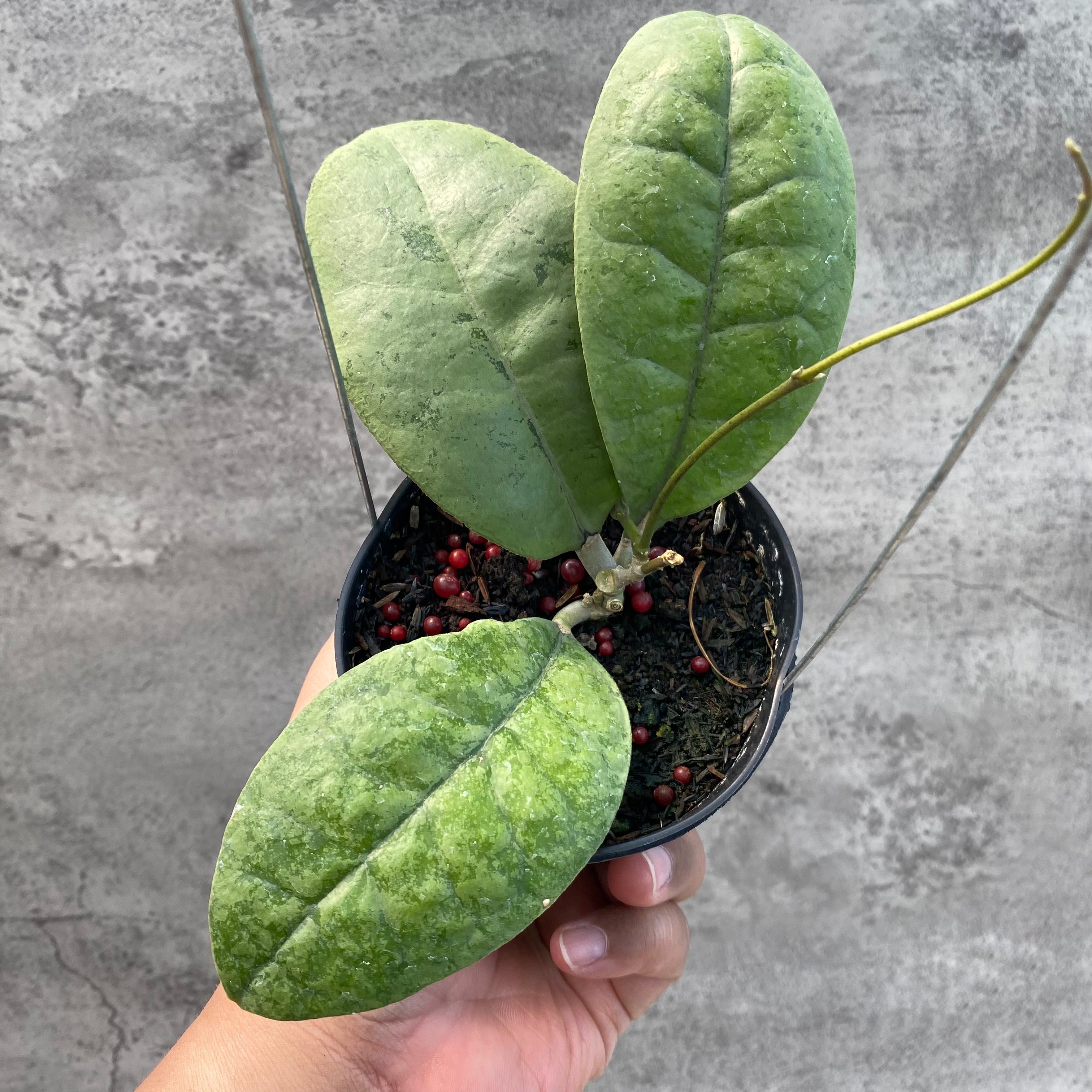 RP64-8 Hoya AFF Forbesii Silver