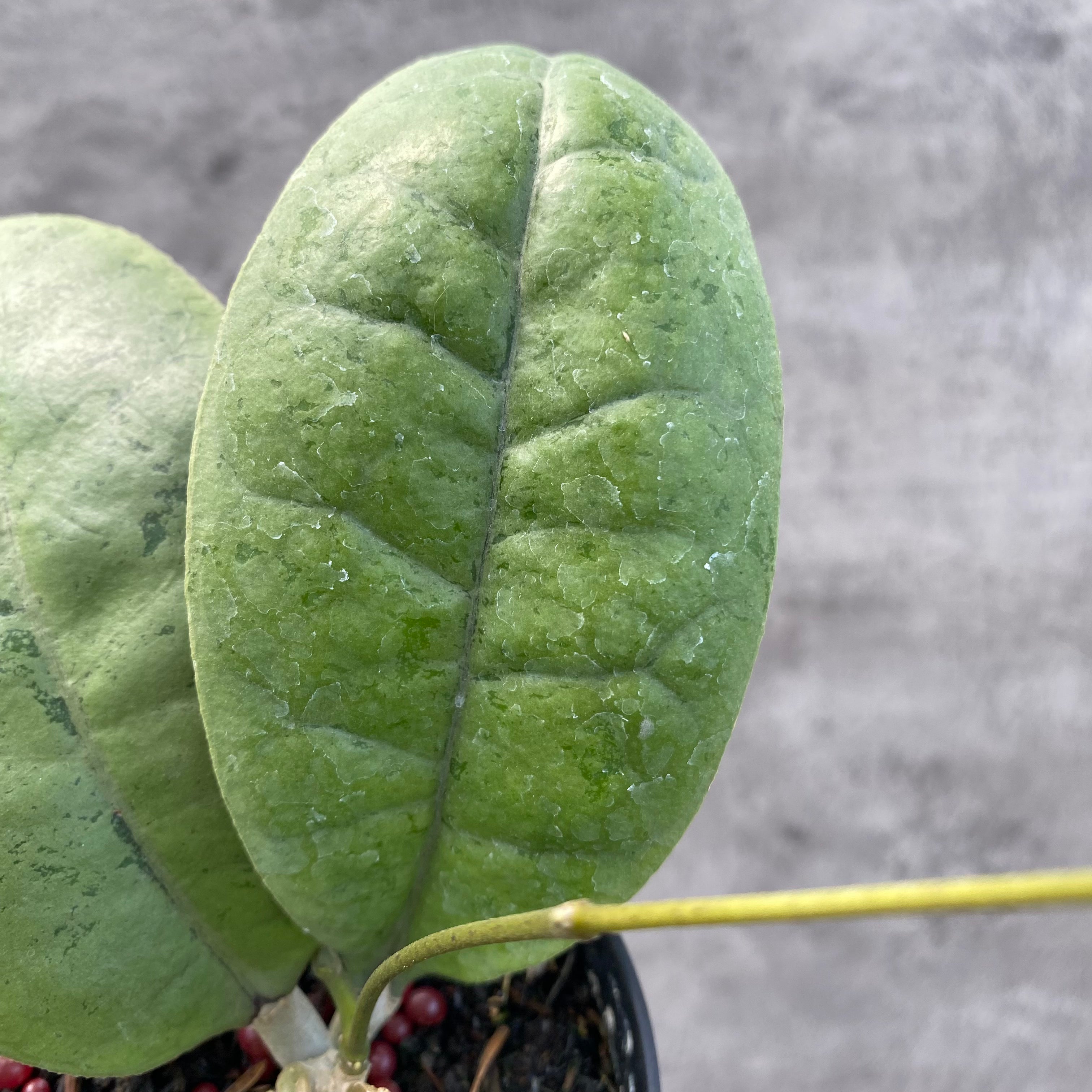 RP64-8 Hoya AFF Forbesii Silver