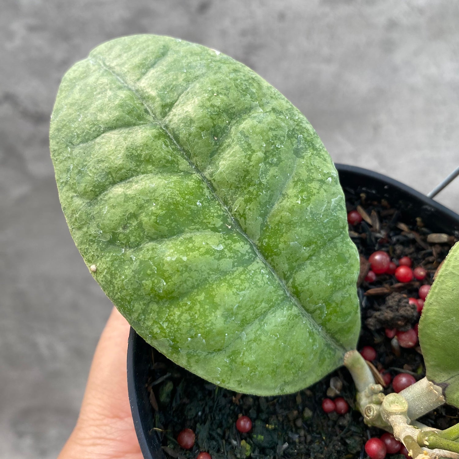 RP64-8 Hoya AFF Forbesii Silver