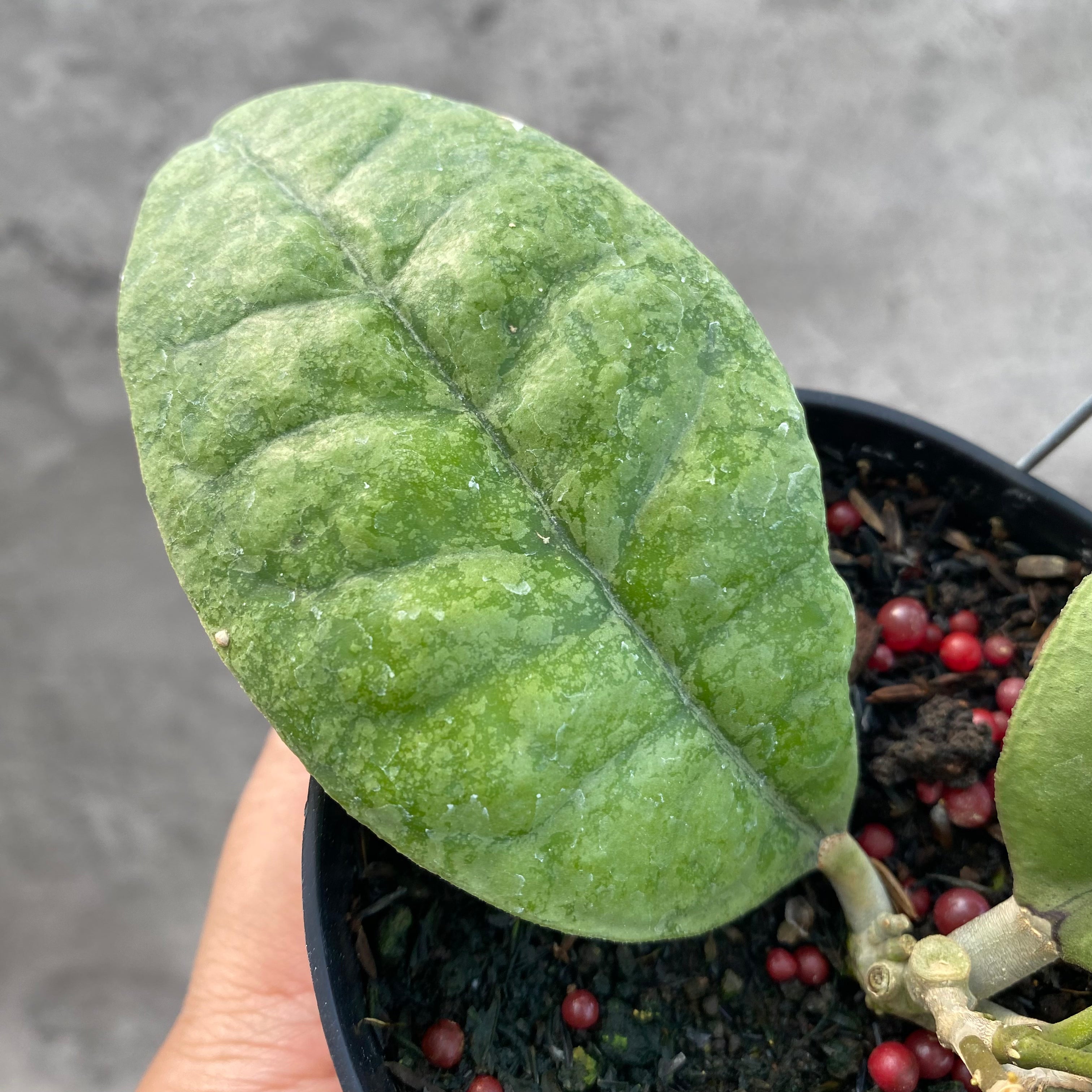 RP64-8 Hoya AFF Forbesii Silver