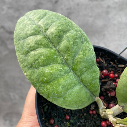 RP64-8 Hoya AFF Forbesii Silver