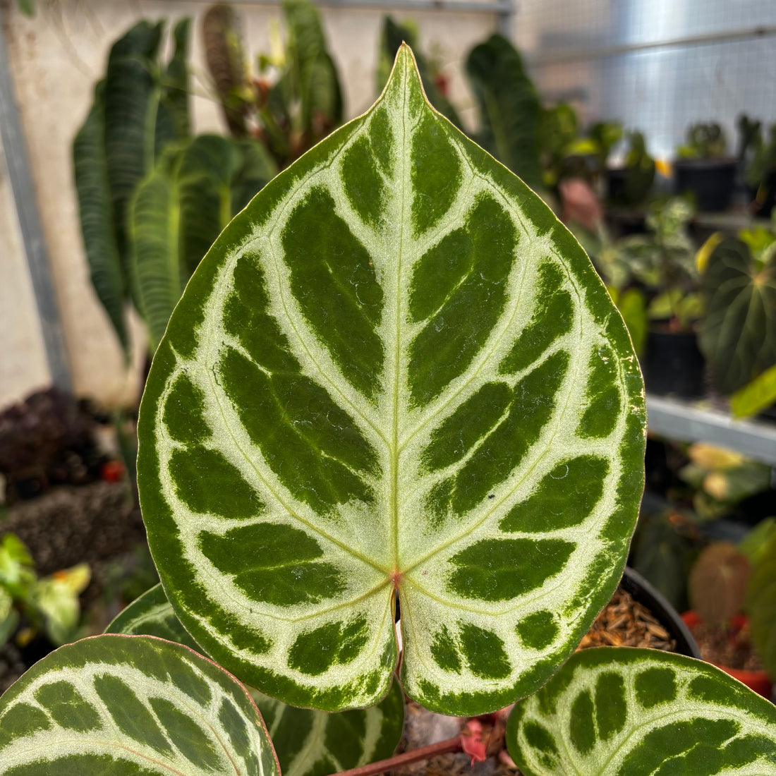 Anthurium (Dorayaki x Red Crystalinum) x Angel Dreams-Greenspaces.id