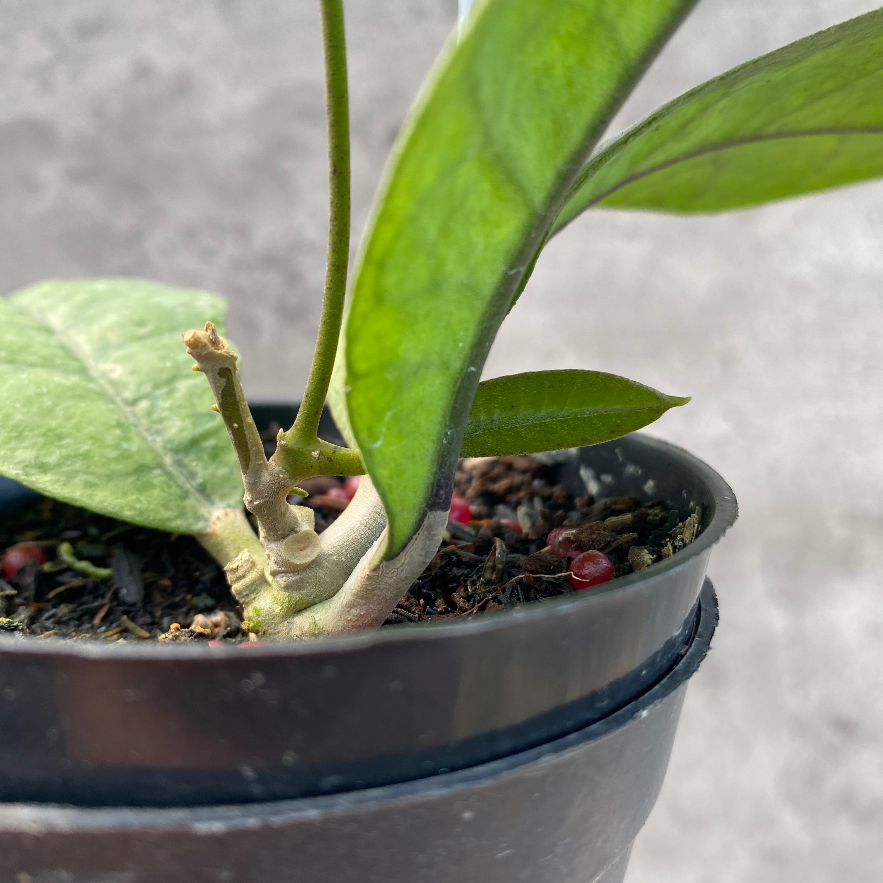 RP64-8 Hoya AFF Forbesii Silver