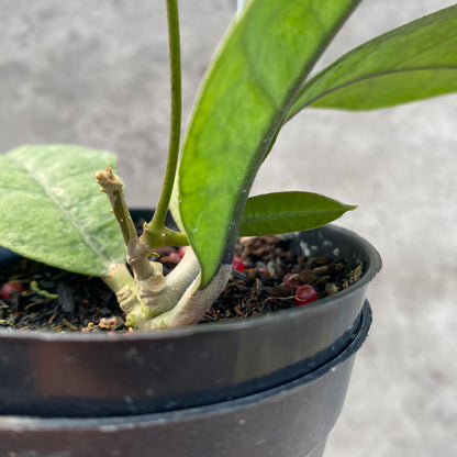 RP64-8 Hoya AFF Forbesii Silver