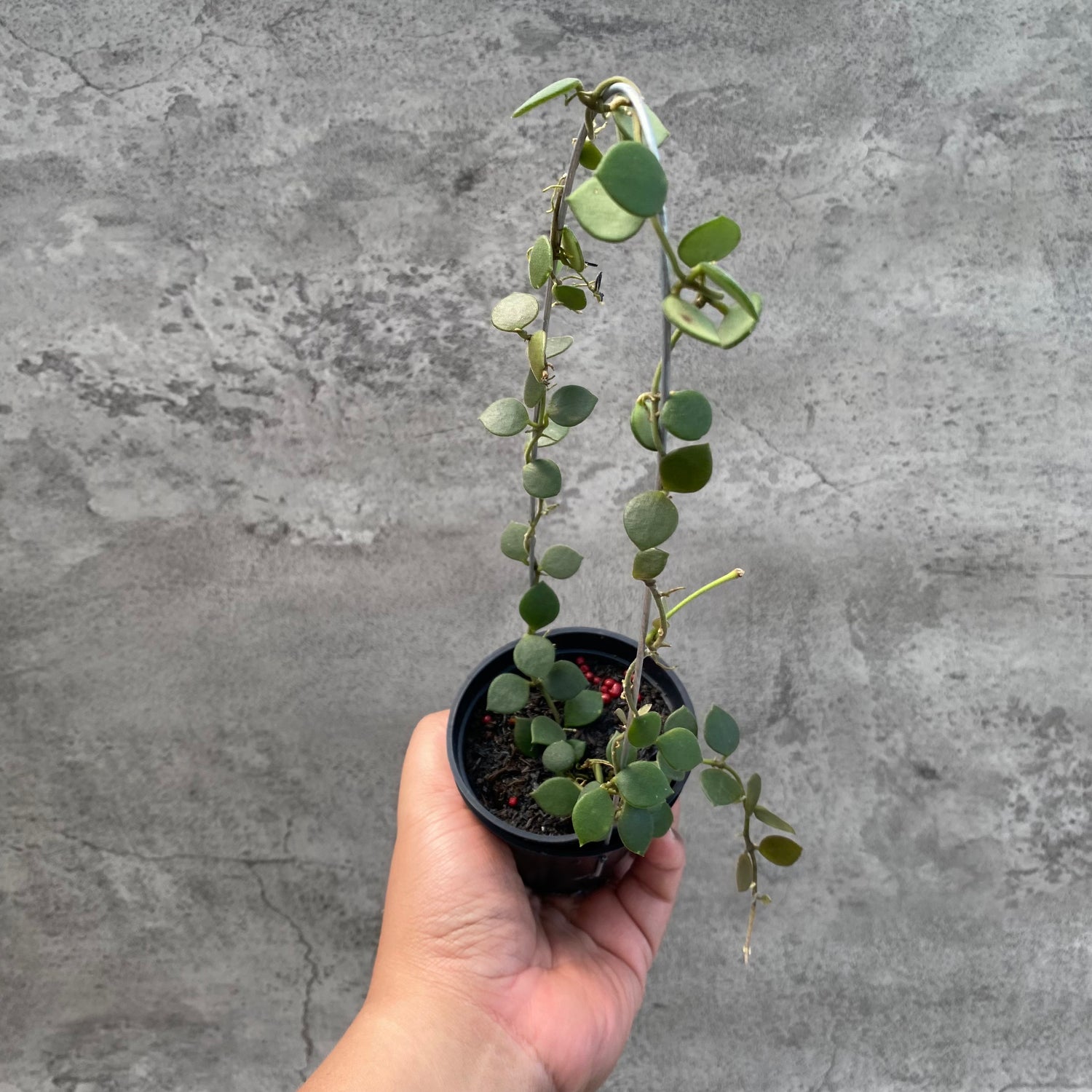 RP62-8 Hoya Boyceii