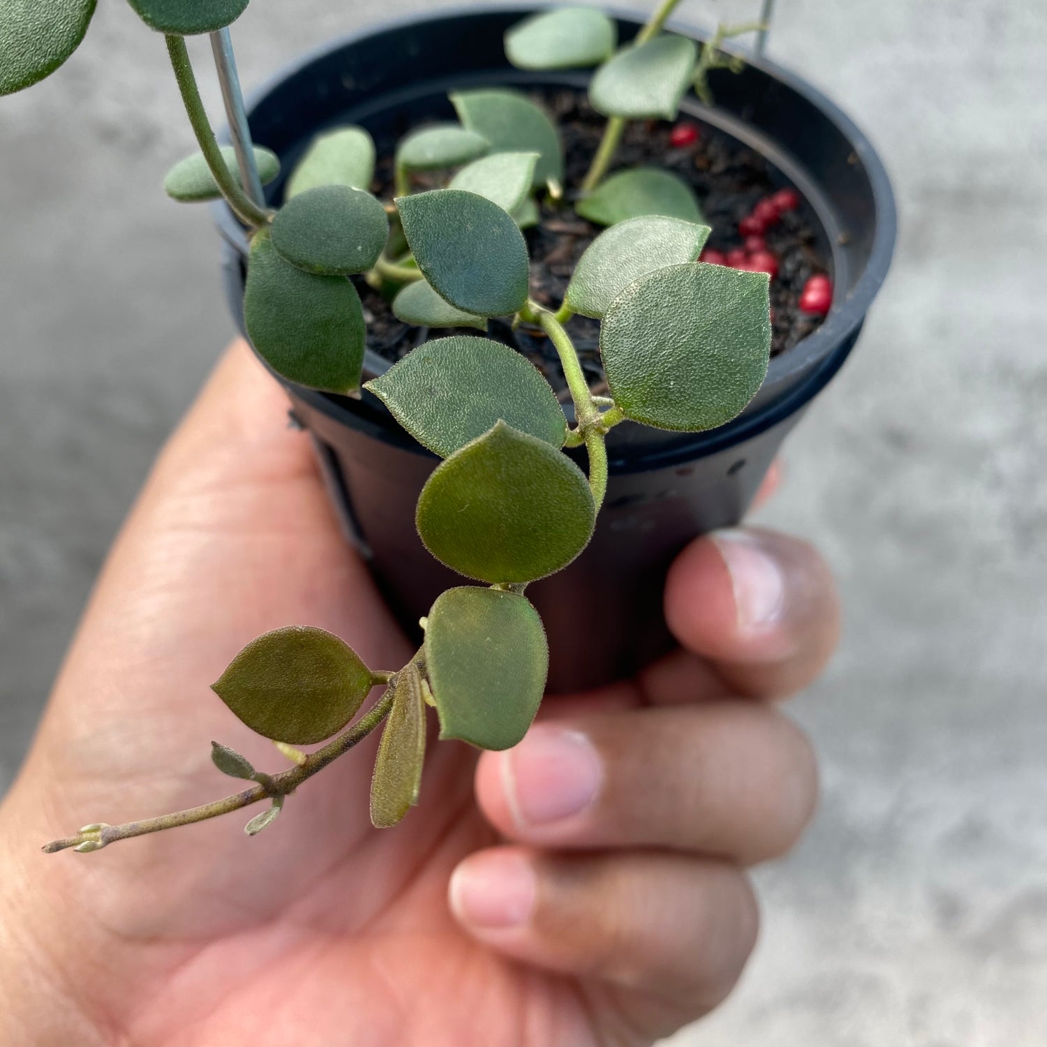 RP62-8 Hoya Boyceii