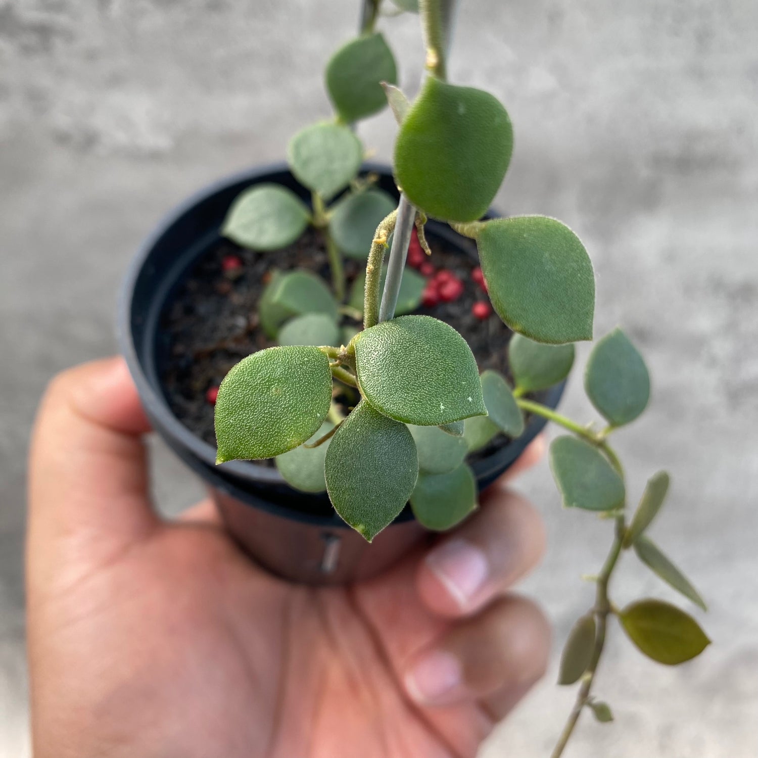 RP62-8 Hoya Boyceii