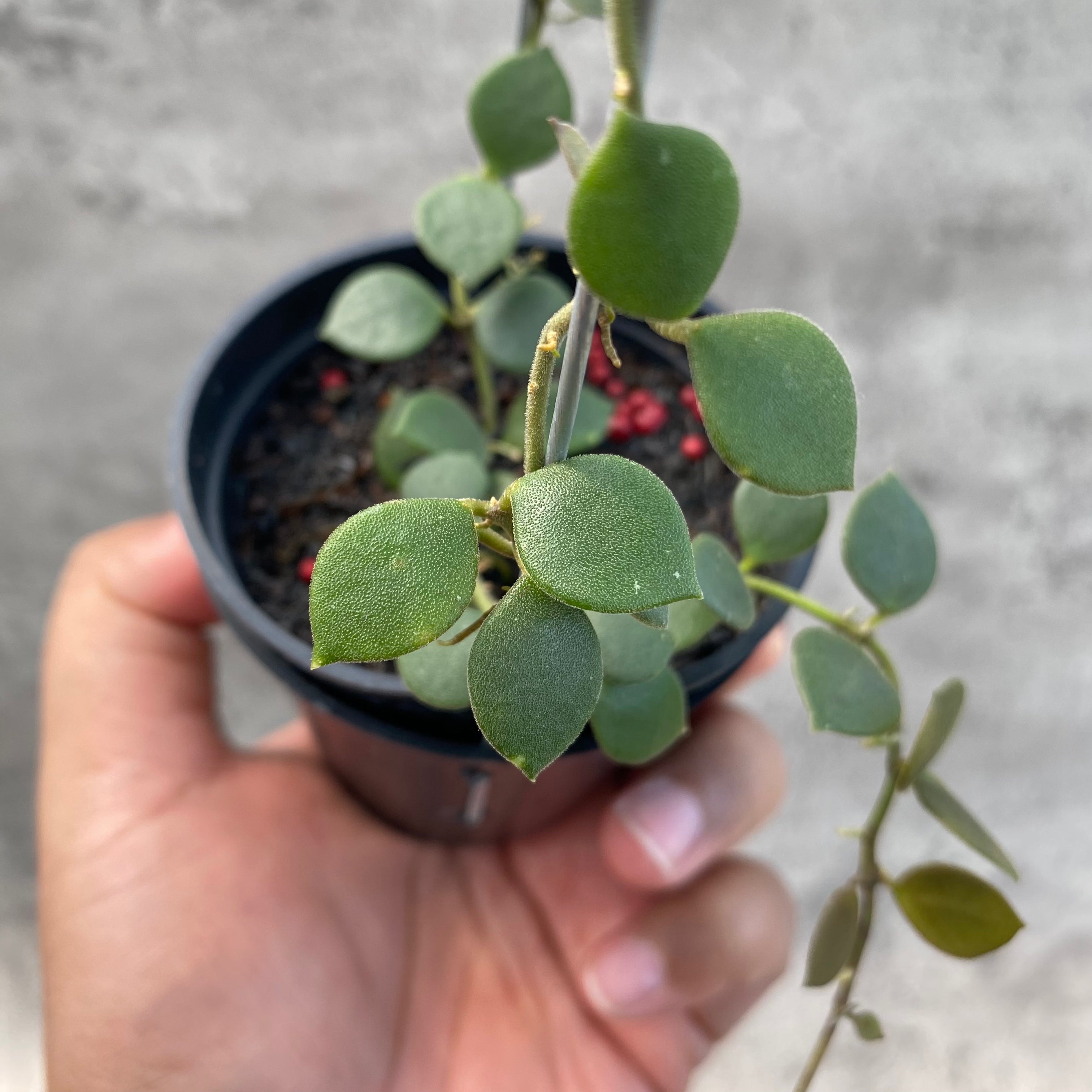 RP62-8 Hoya Boyceii