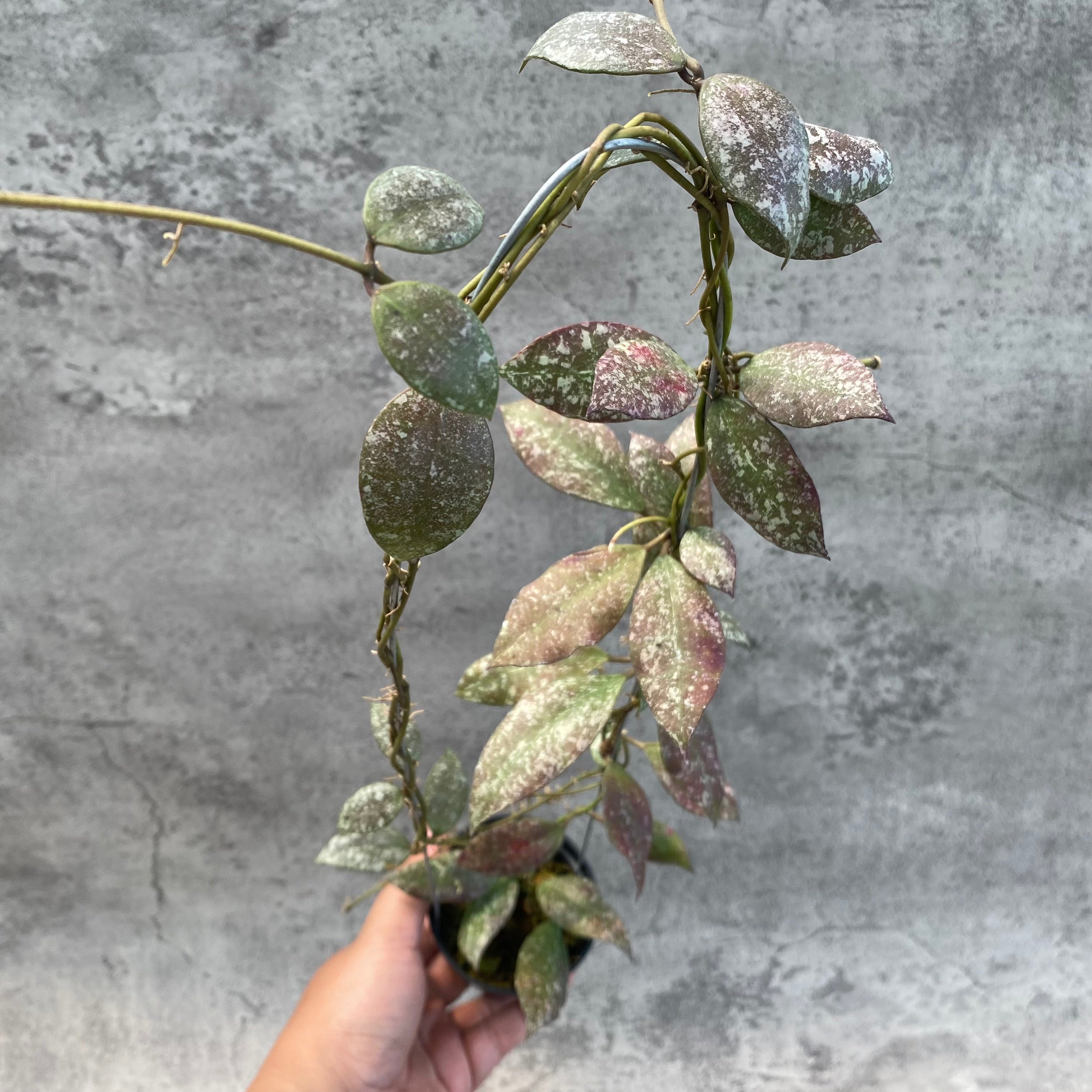 RP50-8 Hoya Flagellata Splash