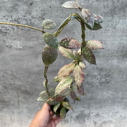 RP50-8 Hoya Flagellata Splash