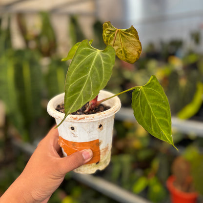 Anthurium Papillilaminum x Muchlis