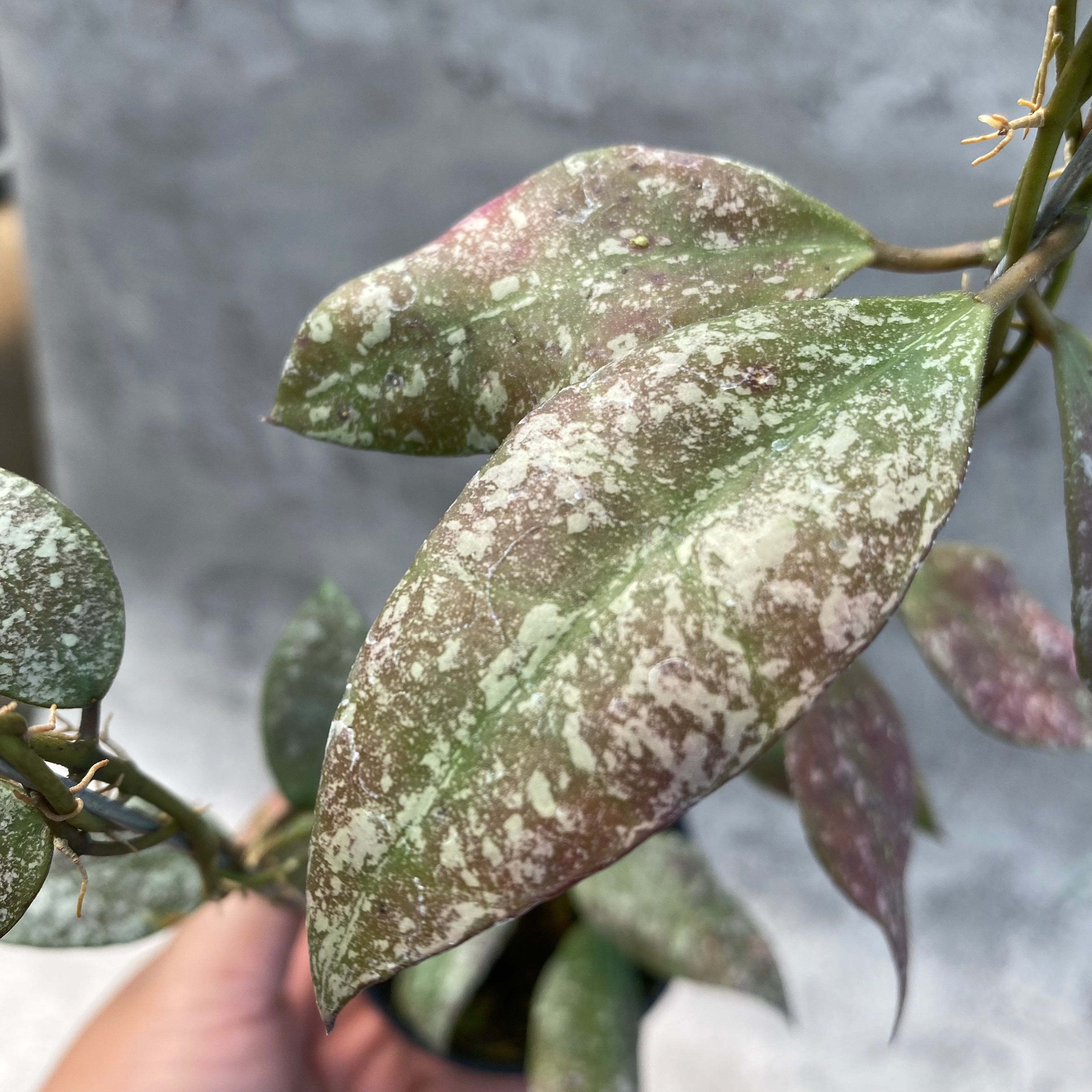RP50-8 Hoya Flagellata Splash