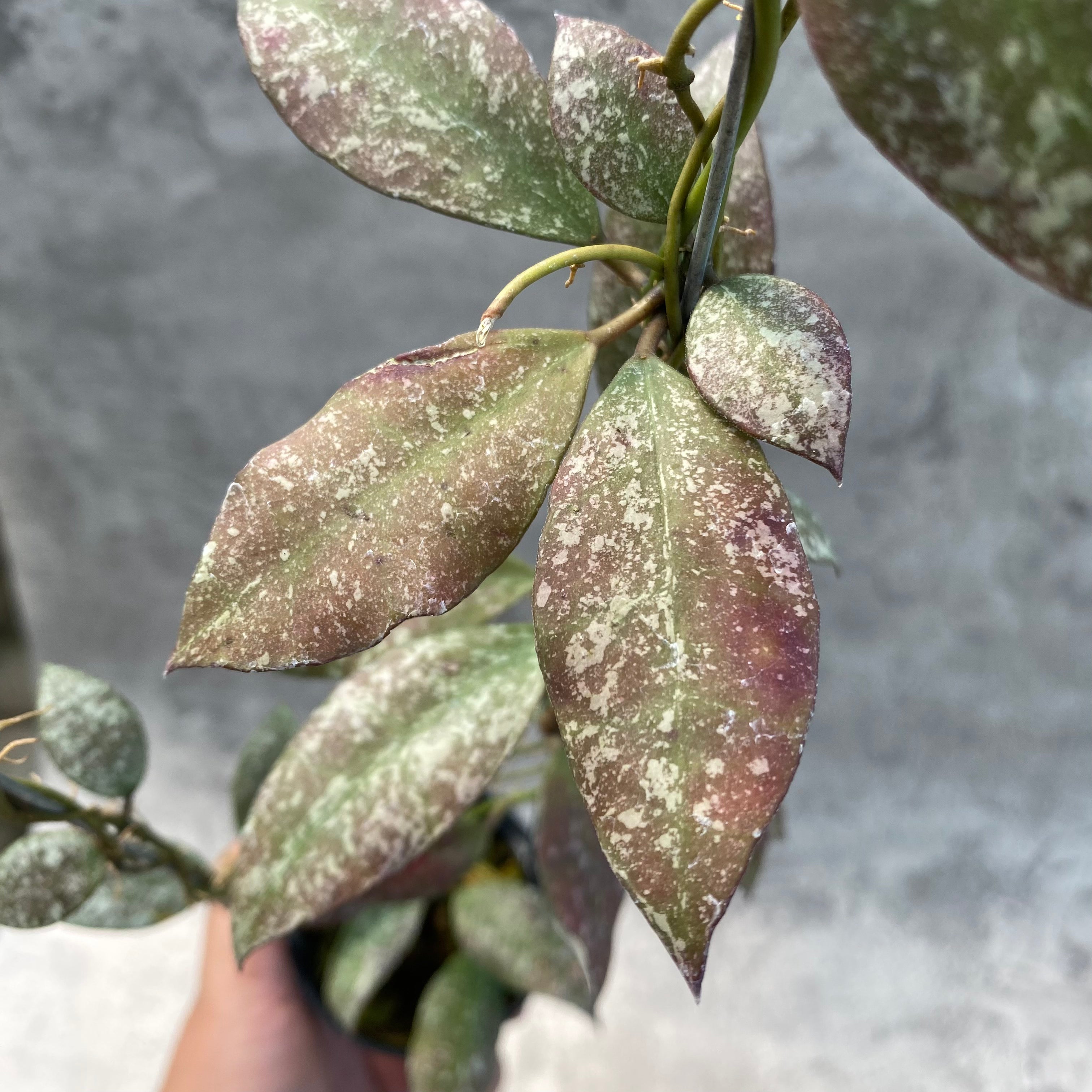 RP50-8 Hoya Flagellata Splash