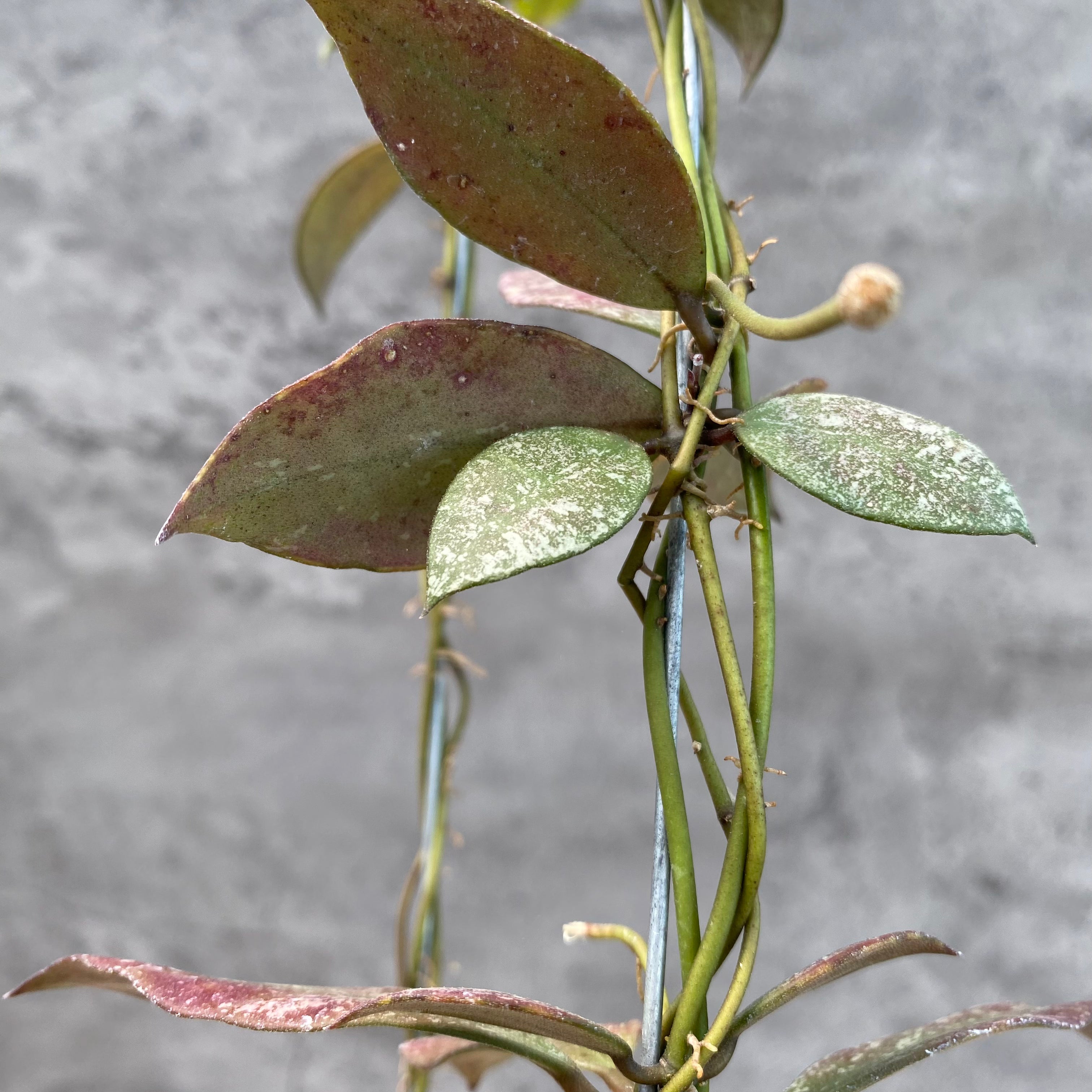 RP50-8 Hoya Flagellata Splash