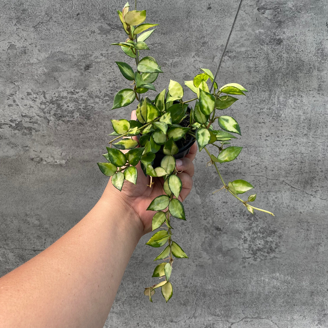 RP49-8 Hoya Lacunosa Agni