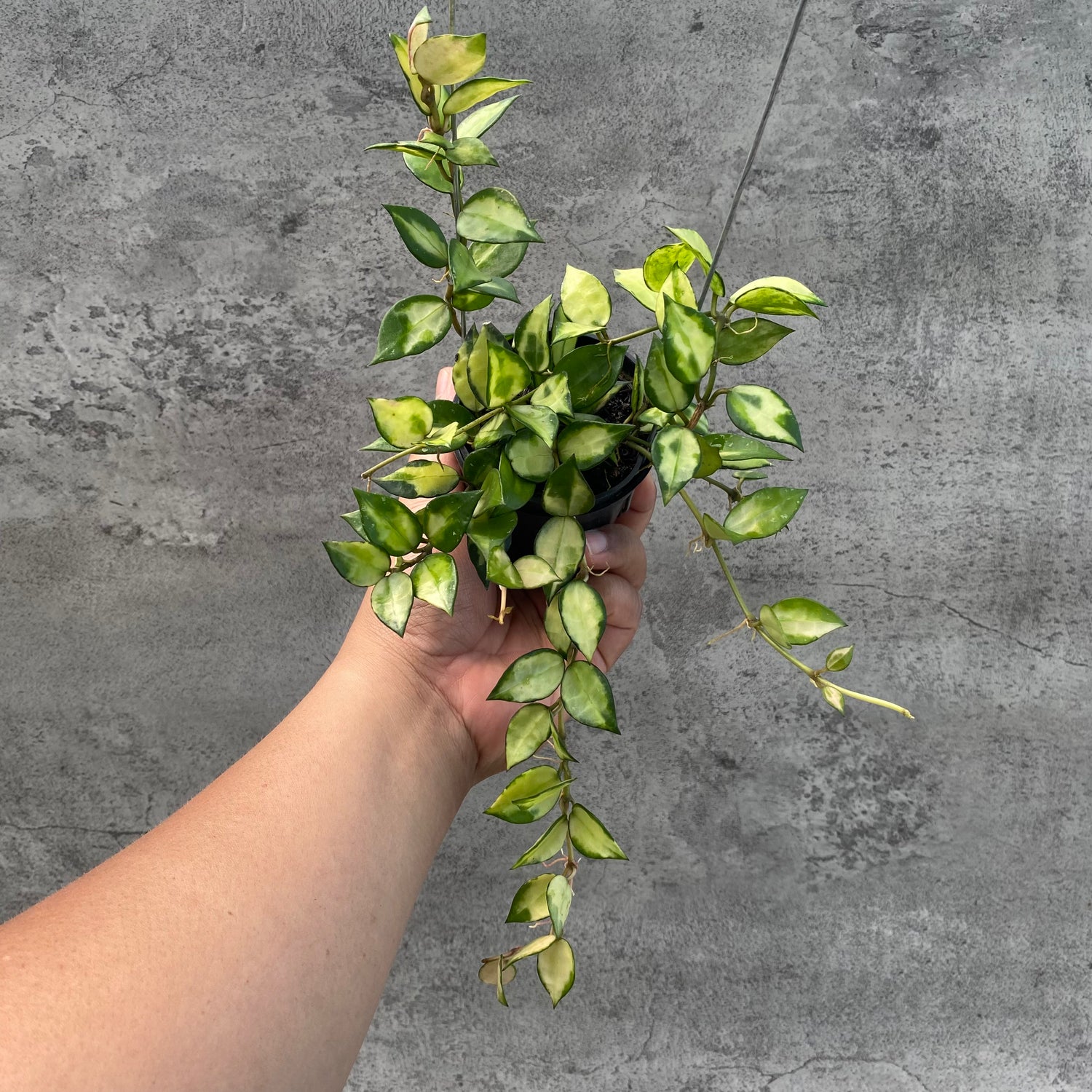 RP49-8 Hoya Lacunosa Agni