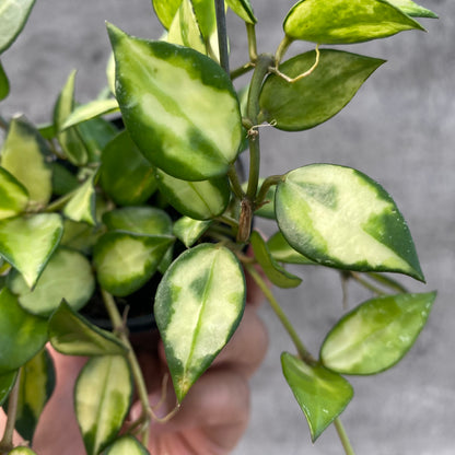 RP49-8 Hoya Lacunosa Agni