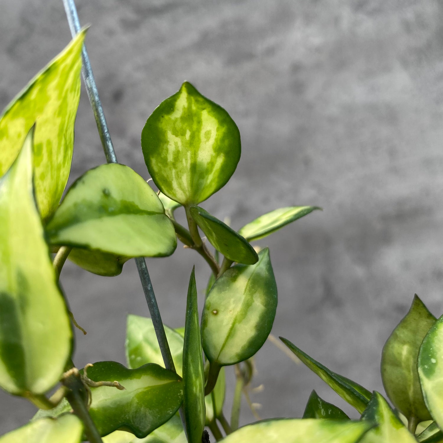 RP49-8 Hoya Lacunosa Agni