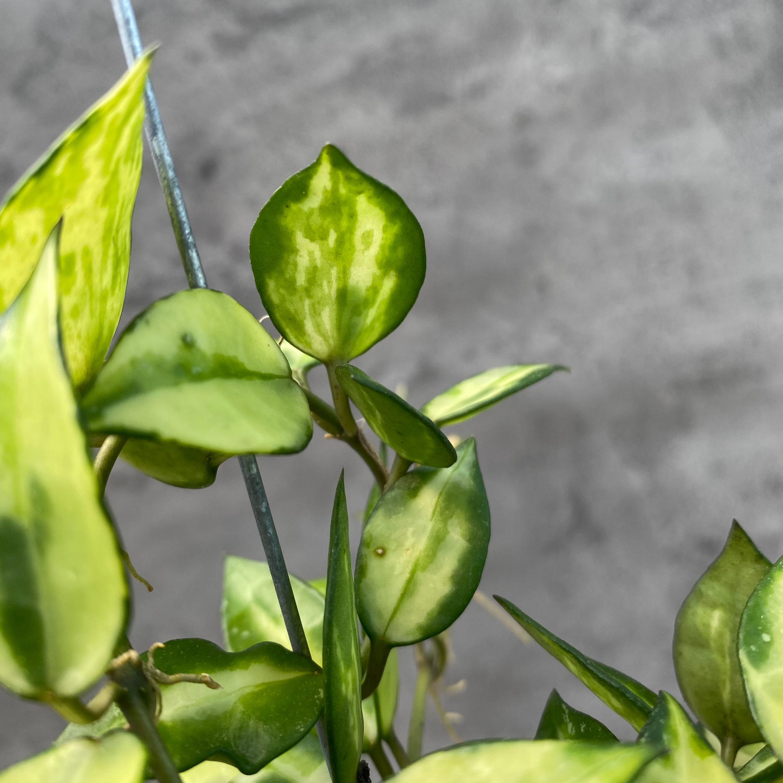 RP49-8 Hoya Lacunosa Agni